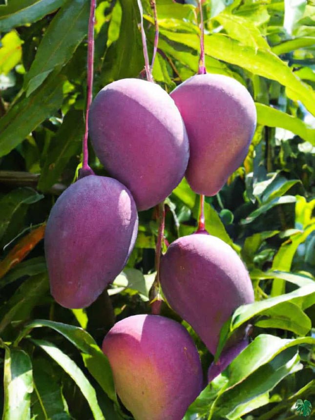 Thai All Time Mango Plant Grafted (Height 1-2 Feet) Fruit After 9-12 Month All Season Mango Plant Hybrid Thailand Baramasi Mango Tree Live Fruit Plant For Home Garden 