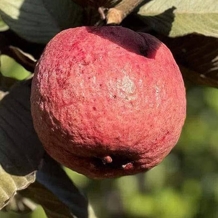 CPEYARE Japanese Red Guava Tree - Live Plant (1-2 ft) | Fruits in 2-3 Years | Delicious & Exotic Guava 