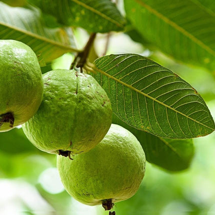 All Season Very Sweet Green Thai 7 Guava baramasi,Rare Varity Thailand Guava Live Fruit Plants & Tree Bonsai Fruit Plant All Season Fruit Plant(pack of 1) 