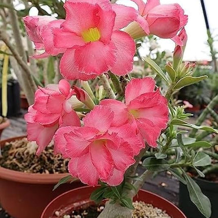 Adenium Plant live Combo Without Pot Bosnai Multi Petal Desert Rose (Set of 5 Plants) | (Combo) | BSWS_06 