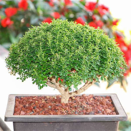 Ficus bonsai tree live plant || live plant for ficus bonsai tree, pack of 2 