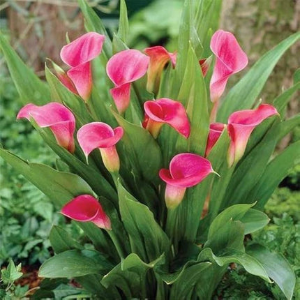Gravendo Pink Peace Lily (Spathiphyllum) Live Indoor Plant with Flower Pot For Home Office and Living Room With Pot 