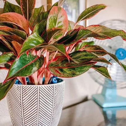 Garden Art Aglaonema (Lipstick Single Stem) Natural Live Indoor Plant with 7.5 cm Pot | Pack of 1 Healthy Live Plant | For Home, Office, Livingroom, Bedroom, Garden Decor 