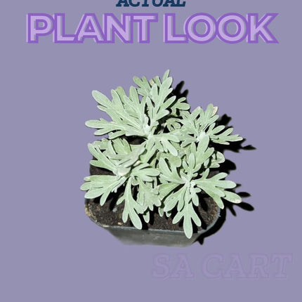 Live Wonderful All Season Purple Lavender Flower Tree Healthy Live Plant For Home Garden Outdoor Indoor plant in Black Pot | FLORVANA | (LEVENDER) 