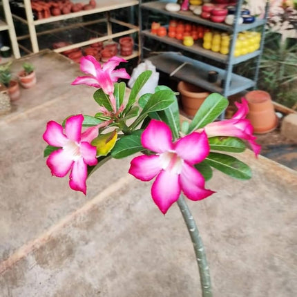 Adenium Plant live Combo Without Pot Bosnai Multi Petal Desert Rose (Set of 5 Plants) | (Combo) | BSWS_06 