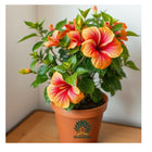Gravendo Live Rainbow Hibiscus Hybrid Plant | 1 Healthy Super Early Flowering Plant with White Plastic Pot | Vibrant Multi-Colored Blooms for Home and Garden 
