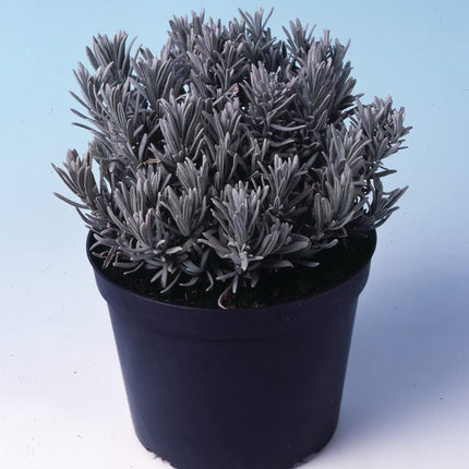 Live Wonderful All Season Purple Lavender Flower Tree Healthy Live Plant For Home Garden Outdoor Indoor plant in Black Pot | FLORVANA | (LEVENDER) 