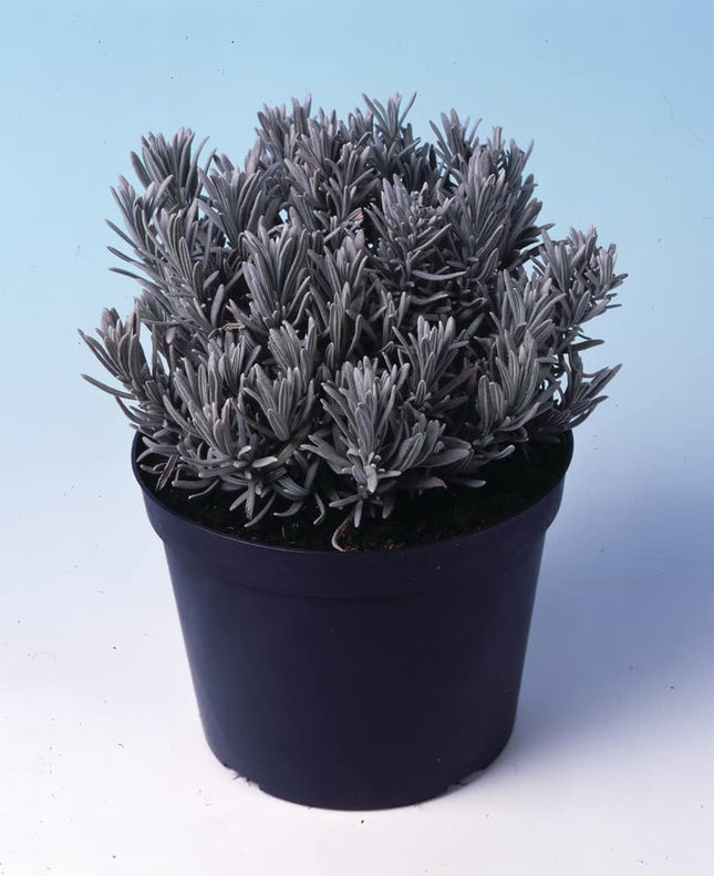 Live Wonderful All Season Purple Lavender Flower Tree Healthy Live Plant For Home Garden Outdoor Indoor plant in Black Pot | FLORVANA | (LEVENDER) 