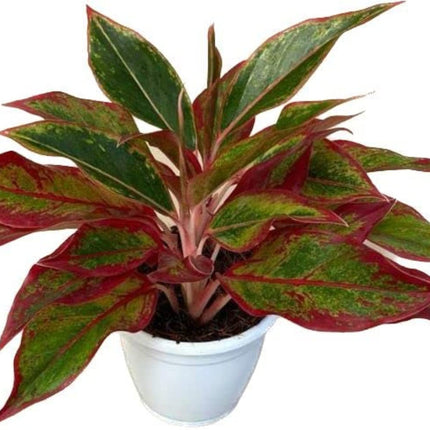 Garden Art Aglaonema (Lipstick Single Stem) Natural Live Indoor Plant with 7.5 cm Pot | Pack of 1 Healthy Live Plant | For Home, Office, Livingroom, Bedroom, Garden Decor 