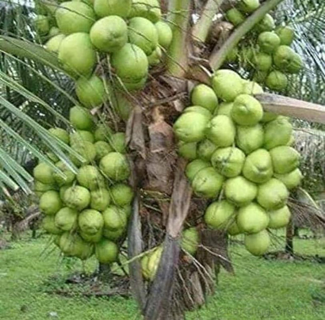 Charming Gronhus High Yield Hybrid Rare Coconut Live Plant - Qualitative Hybrid Live Plant Kerala Coconut Tree Plant (Dwarf Coconut Plant) With Black Plastic Pot 