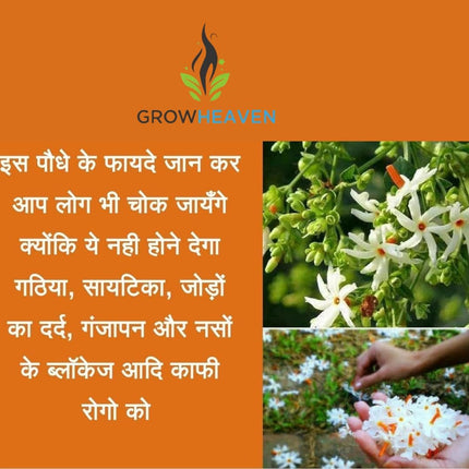 Live All Time 12 months flowering Parijat/Baromasi flowering | Harsingar live Plant & Tree | Night Flowering Jasmine | Night Queen Highly Fragrant Plant | Pack of 1 (Harsingar Flower Plant) 