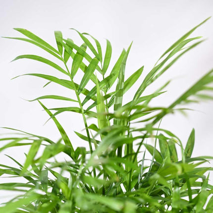 Ugaoo Air Purifying Bamboo Palm Live Plant With Grow Pot 