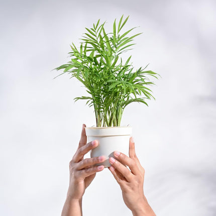 Ugaoo Air Purifying Bamboo Palm Live Plant With Grow Pot 