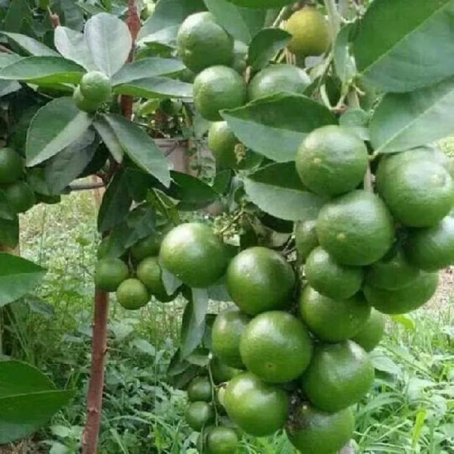 Golden Bloom Original Live Thai All Time Desi Hybrid PAti Lemon Plant Air - Layering Pati LemonTree Plant Tree Height 1.5-2 FT 
