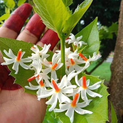 Live All Time 12 months flowering Parijat/Baromasi flowering | Harsingar live Plant & Tree | Night Flowering Jasmine | Night Queen Highly Fragrant Plant | Pack of 1 (Harsingar Flower Plant) 