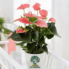 Gravendo Pink Peace Lily (Spathiphyllum) Live Indoor Plant with Flower Pot For Home Office and Living Room With Pot 