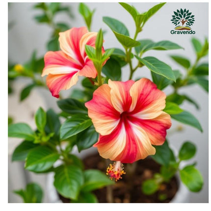 Gravendo Live Rainbow Hibiscus Hybrid Plant | 1 Healthy Super Early Flowering Plant with White Plastic Pot | Vibrant Multi-Colored Blooms for Home and Garden 