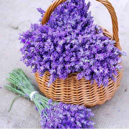 Live Wonderful All Season Purple Lavender Flower Tree Healthy Live Plant For Home Garden Outdoor Indoor plant in Black Pot 