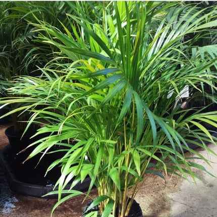 Dream big shop Areca Palm Air Purifier Live Plant Natural Indoor and Outdoor Air Purifying Plant with black Pot Height 25-30 CM pack of 1 