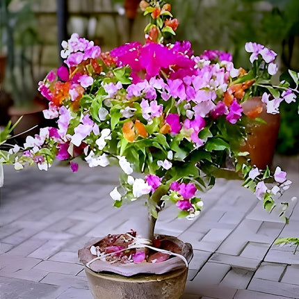 Bigreen Multi-Grafted Bougainvillea Live Plant | Vibrant Summer Paper Flower Sapling for Home Garden & Balcony | Colourful Outdoor Blooming Plant | Easy Maintenance (Pack of 1) 