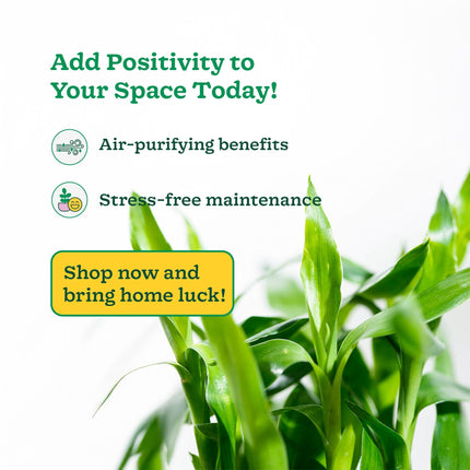 Ugaoo Lucky Bamboo 3 Layer Feng Shui Plant (green color) 