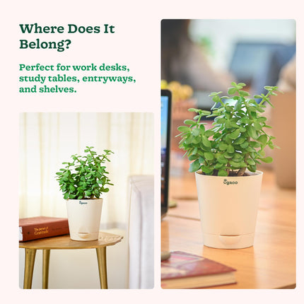 Ugaoo Good Luck Jade Plant with Self Watering Pot 
