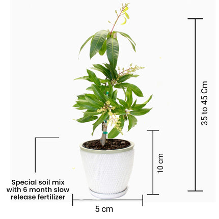Thai All Time Mango Plant Grafted (Height 1-2 Feet) Fruit After 9-12 Month All Season Mango Plant Hybrid Thailand Baramasi Mango Tree Live Fruit Plant For Home Garden 