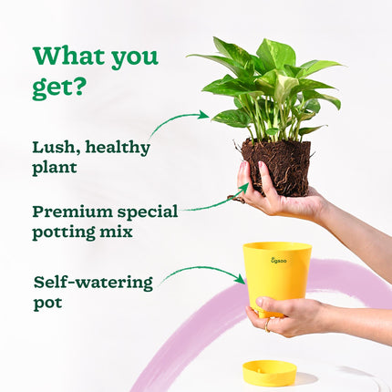 Ugaoo Good Luck Money Plant Variegated With Self Watering Pot 