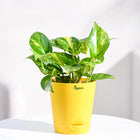 Ugaoo Good Luck Money Plant Variegated With Self Watering Pot 