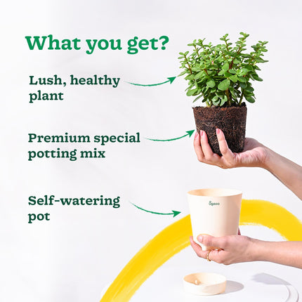 Ugaoo Good Luck Jade Plant with Self Watering Pot 