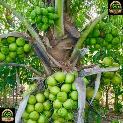 Gorgeous Glory Garden Live Thai Pink Coconut Tree Height 1-2 Feet Dwarf coconut tree Plant Fruit After 2-3 Years Hybrid 1 Healthy Live Plant With Pot 