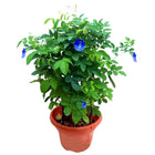 Kalfo Live Blue Aprajita Plant Butterfly Aprajita Flower Asian pigeonwings Clitoria ternatea Butterfly Pea Flower Plant with Pot 