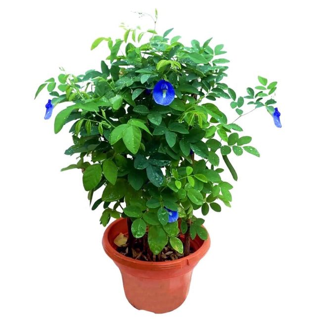 Kalfo Live Blue Aprajita Plant Butterfly Aprajita Flower Asian pigeonwings Clitoria ternatea Butterfly Pea Flower Plant with Pot 