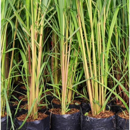Bigreen Lemongrass Medicinal Live Plant with Pot | Fresh Aromatic Herb for Wellness & Home Garden | Natural Air Purifier & Culinary Herb - Pack of 1 