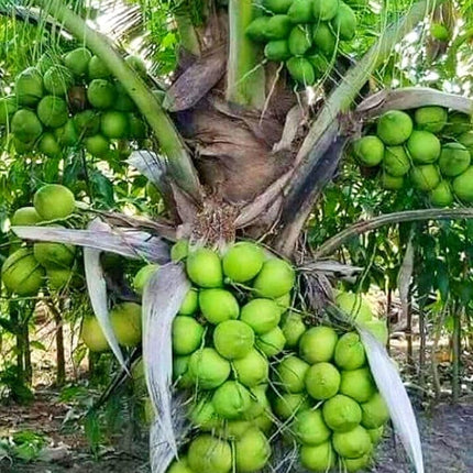 Paudha Store Coconut Tree Plant Dwarf Green Yellow (fruit After 2-3 Years) Hybrid Rare Healthy Live Plant For Home Garden Plant Height 1.5-3 Feet Size (Pack of 1 Live plant) 