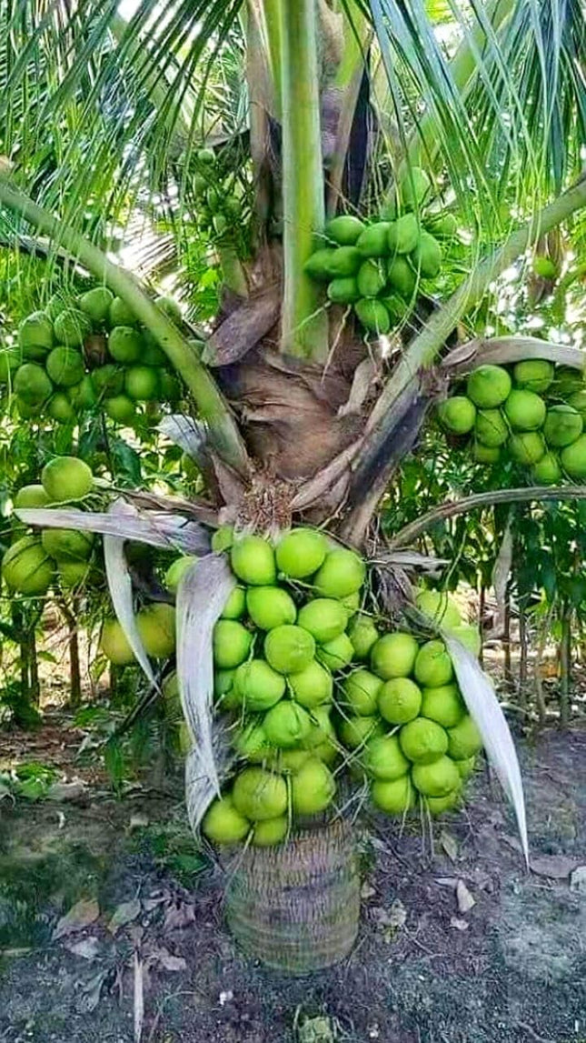 Paudha Store Coconut Tree Plant Dwarf Green Yellow (fruit After 2-3 Years) Hybrid Rare Healthy Live Plant For Home Garden Plant Height 1.5-3 Feet Size (Pack of 1 Live plant) 