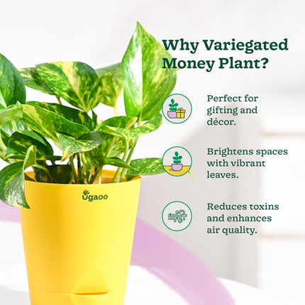 Ugaoo Good Luck Money Plant Variegated With Self Watering Pot 