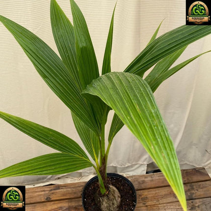 Gorgeous Glory Garden Live Thai Pink Coconut Tree Height 1-2 Feet Dwarf coconut tree Plant Fruit After 2-3 Years Hybrid 1 Healthy Live Plant With Pot 