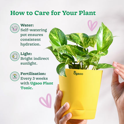 Ugaoo Good Luck Money Plant Variegated With Self Watering Pot 