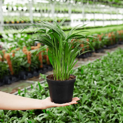 Dream big shop Areca Palm Air Purifier Live Plant Natural Indoor and Outdoor Air Purifying Plant with black Pot Height 25-30 CM pack of 1 