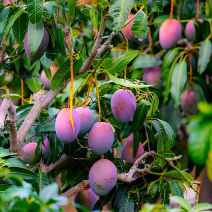 Thai All Time Mango Plant Grafted (Height 1-2 Feet) Fruit After 9-12 Month All Season Mango Plant Hybrid Thailand Baramasi Mango Tree Live Fruit Plant For Home Garden 