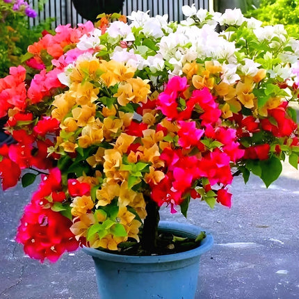 Bigreen Multi-Grafted Bougainvillea Live Plant | Vibrant Summer Paper Flower Sapling for Home Garden & Balcony | Colourful Outdoor Blooming Plant | Easy Maintenance (Pack of 1) 