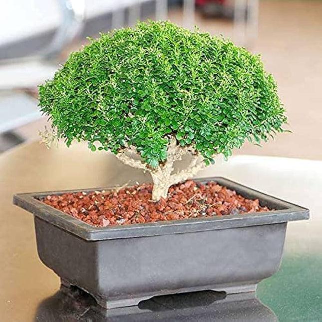 Juniper bonsai banyan tree live plant (Pack of 2) 
