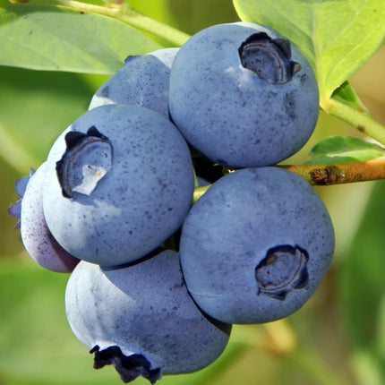 Gravendo Rare Imported Live Blueberry Fruit Plant with Black Plastic Pot – Sweet & Juicy Blueberry Bush for Home Garden, Balcony, and Indoor Gardening 