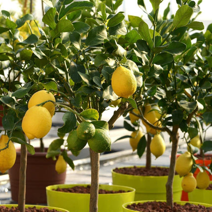 Lemon tree plant hybrid (1 healthy live plant) 