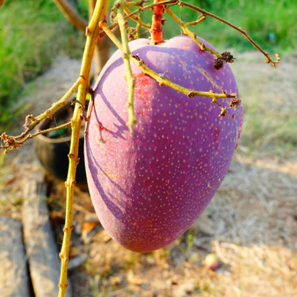Plantopia Thai All Time Grafted Mango Plant - Baramasi Tree Height 2 Feet, Pack Of 1 Live Plant,PP_T36 