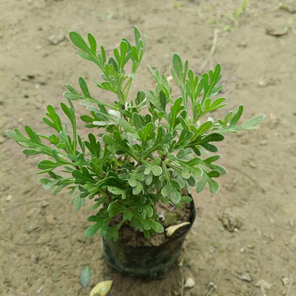 Live Wonderful All Season Purple Lavender Flower Tree Healthy Live Plant For Home Garden Outdoor Indoor plant in Black Pot | FLORVANA | (LEVENDER) 