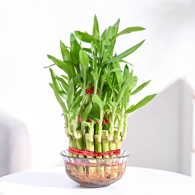 Ugaoo Lucky Bamboo 3 Layer Feng Shui Plant (green color) 