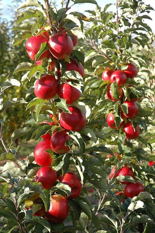 Apple plant for hot climate 4 to 5 feet (Plant height) Pack of 1 Live plant 