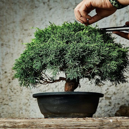 Ficus bonsai tree live plant || live plant for ficus bonsai tree, pack of 2 
